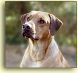 Head shot of Bantu taken spring 2004