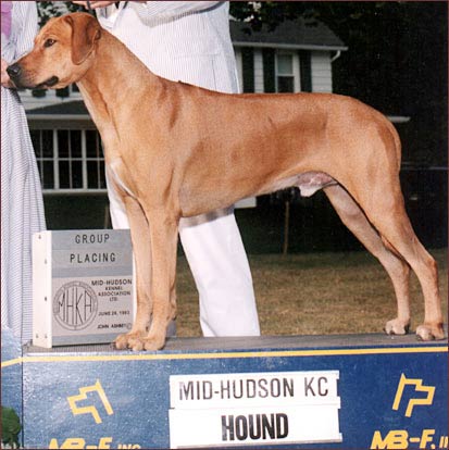 Rhodesian Ridgeback dog Ch Mshindaji's Gesar of Seng "Gesar"