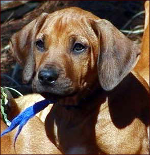 Rhodesian Ridgeback puppy 3 months old