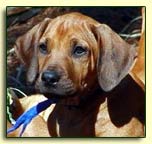 Rhodesian Ridgeback pup 3 months old