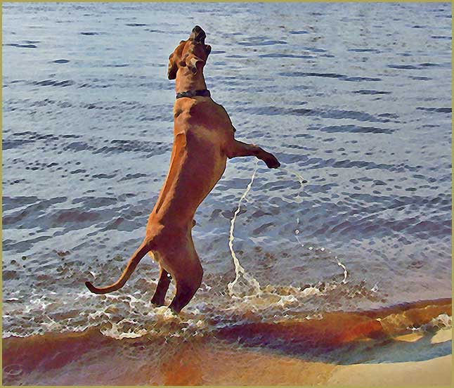 photo of Rhodesian ridgeback "Skye"Skye