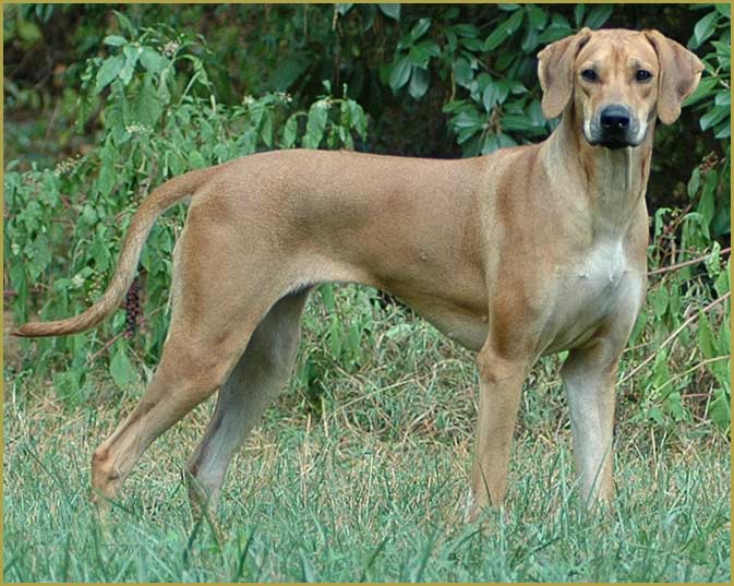 photo of Rhodesian ridgeback "Skye"Skye