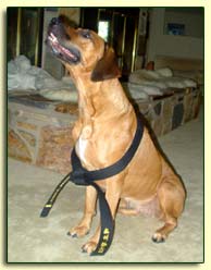 picture of ridgeback wearing Morgan's black belt