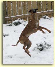 Chili leaping for joy in the falling snow.