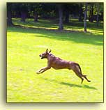 Durban running in the field