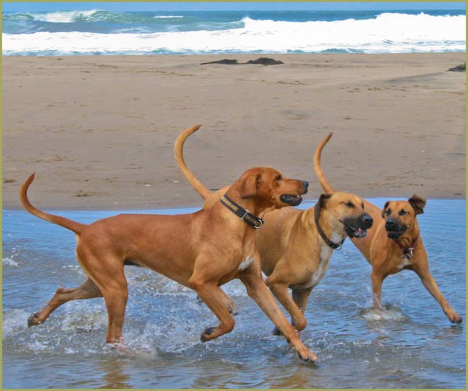 Puck running on beach with 2 other ridgebacks