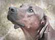 head of rescued ridgeback