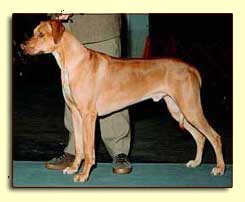 Rhodesian Ridgeback BIF DC Ch Sengei's High Plains Drifter, SC "Bantu"