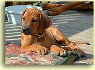 Luke, 7 wk puppy, lying down