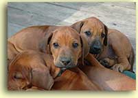 2 pups lying together on the deck