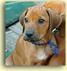 head shot of male puppy Moby