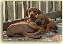 2 pups sleeping on deck