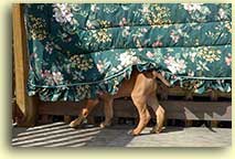 puppy hiding behind quilt