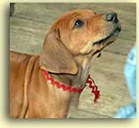 expressive head shot of Puck, a male pup