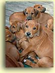 a pile of pups