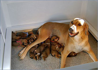 Skye's litter at 10 days