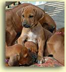 female pup Tessa sitting on deck