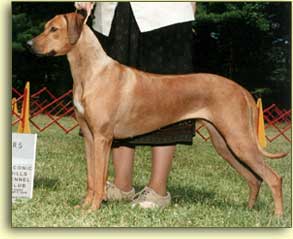 Rouxridge Celtic Matrix in the show ring