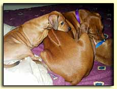 Rhodesian ridgebacks at play