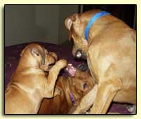 Rhodesian ridgebacks at play 2