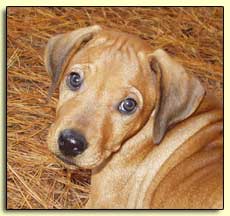 Rhodesian Ridgeback pup - "Birdy"