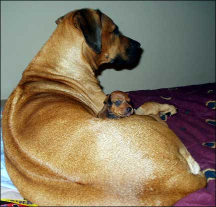 Rhodesian Ridgeback mother with puppy
