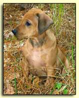 Rhodesian Ridgeback pup  - "Birdy"