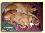 Rhodesian Ridgebacks sleeping with puppy