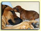 Rhodesian Ridgeback mother and pup