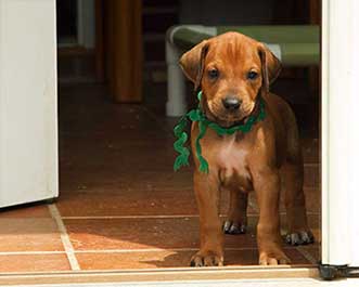 little Dunbar in the doorway