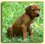 Rhodesian Ridgeback puppy "Kismet" at 5 weeks