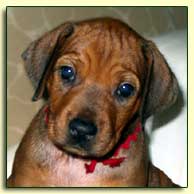 Rhodesian Ridgeback puppy "Kismet" at 4 weeks