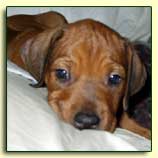 Rhodesian Ridgeback puppy "Kismet" at 4 weeks 2