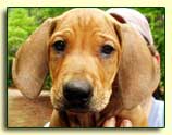 Louie at 9 weeks - Rhodesian Ridgeback pup