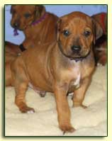 Rhodesian Ridgeback pup Louie almost one month old (sm)