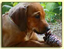 Magritte with a pinecone