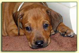 Rhodesian Ridgeback pup, 4 weeks old