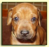 homely little Magritte head shot at 3 weeks