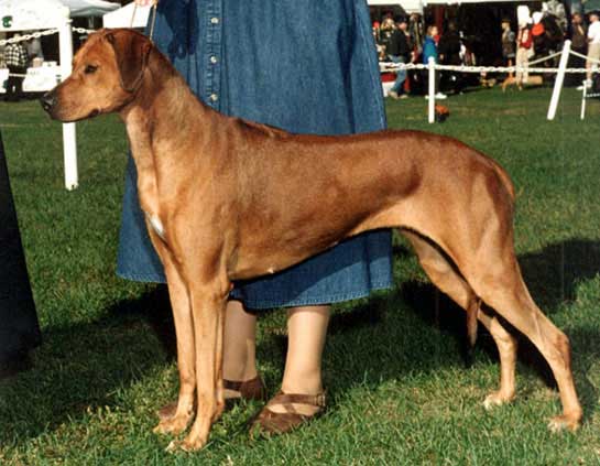 Rhodesian Ridgeback Ch Sengei's Friendly Fire (lg)