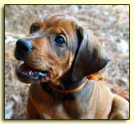 Rhodesian Ridgeback pup Orion at 6 weeks