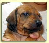 Rhodesian Ridgeback "Peri" at one month, head study