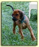 Rhodesian Ridgeback pup "Raga" at 6 weeks