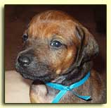 Rhodesian Ridgeback puppy "Raga" at one month