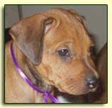 Rhodesian Ridgeback pup "Tiger", a very handsome boy at 6 weeks