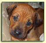 Rhodesian Ridgeback Nigel at one month