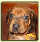 Rhodesian Ridgeback pup at 3 weeks, face study