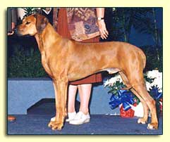 Rhodesian Ridgeback Ch Tropaco Rocket's Red Glare (sm)