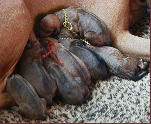 Rhodesian Ridgeback pups right after birth