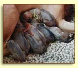 newborn Rhodesian Ridgeback puppies