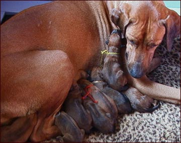 Rhodesian Ridgeback female with newborn pups (lg)